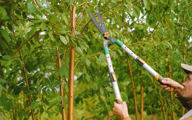 Tree trimming in Pimento, IN